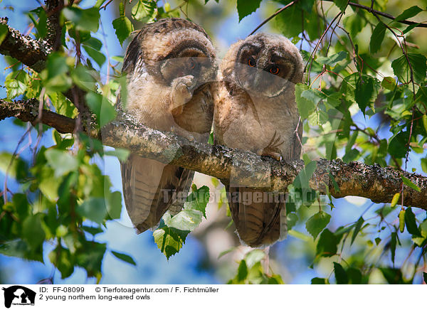 2 junge Waldohreulen / 2 young northern long-eared owls / FF-08099
