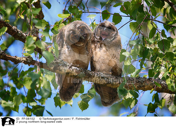 2 junge Waldohreulen / 2 young northern long-eared owls / FF-08102