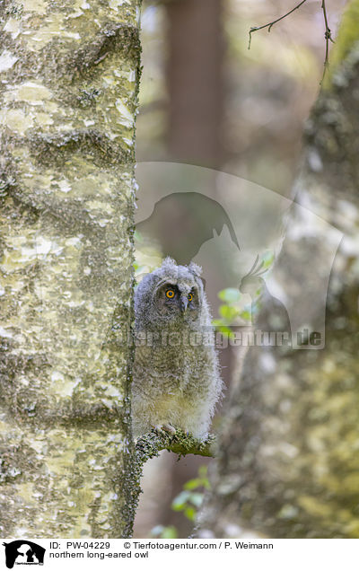 northern long-eared owl / PW-04229