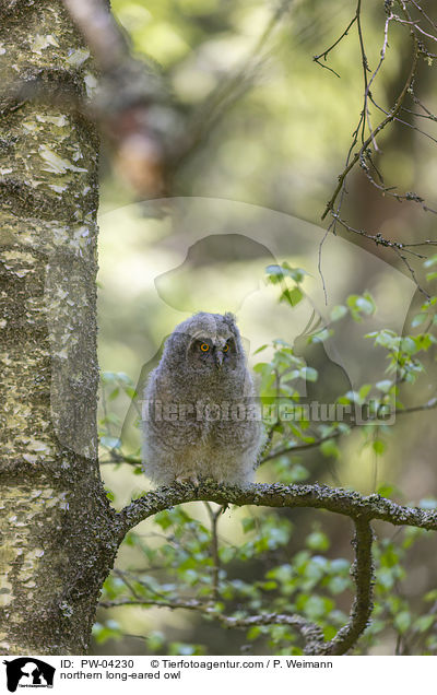 Waldohreule / northern long-eared owl / PW-04230
