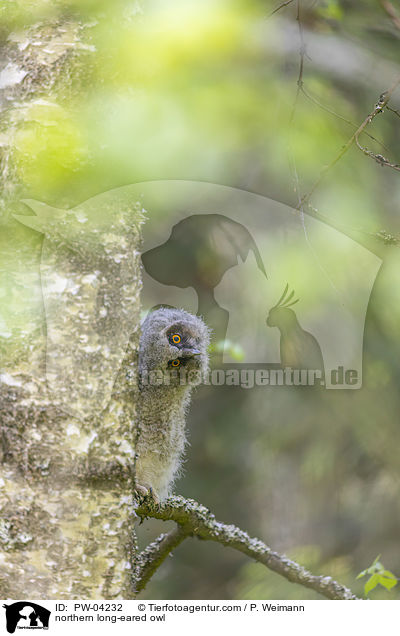 Waldohreule / northern long-eared owl / PW-04232