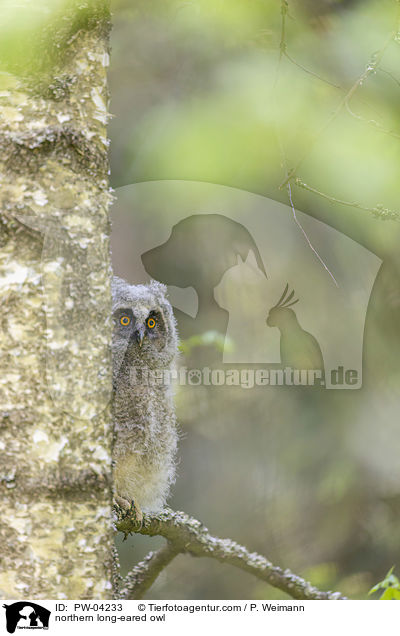 northern long-eared owl / PW-04233