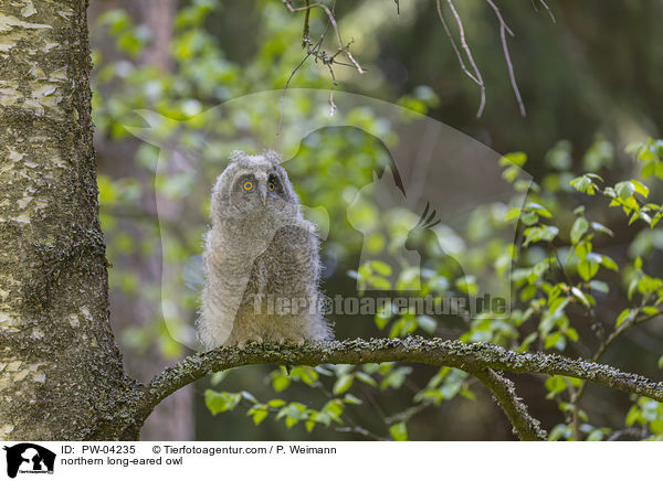 Waldohreule / northern long-eared owl / PW-04235