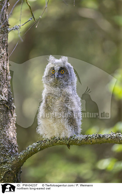 Waldohreule / northern long-eared owl / PW-04237