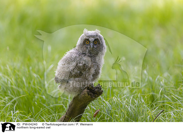 Waldohreule / northern long-eared owl / PW-04240