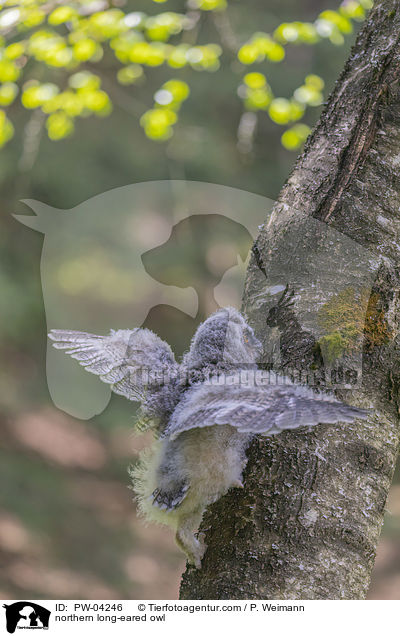 northern long-eared owl / PW-04246