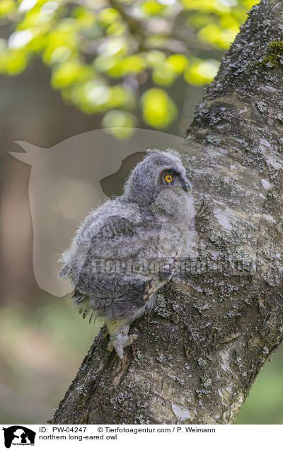 northern long-eared owl / PW-04247