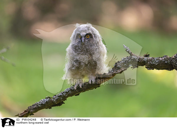 Waldohreule / northern long-eared owl / PW-04248