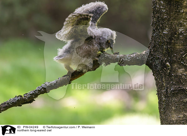 Waldohreule / northern long-eared owl / PW-04249