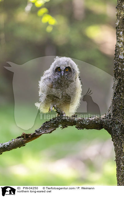 northern long-eared owl / PW-04250