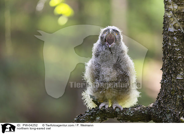 Waldohreule / northern long-eared owl / PW-04252