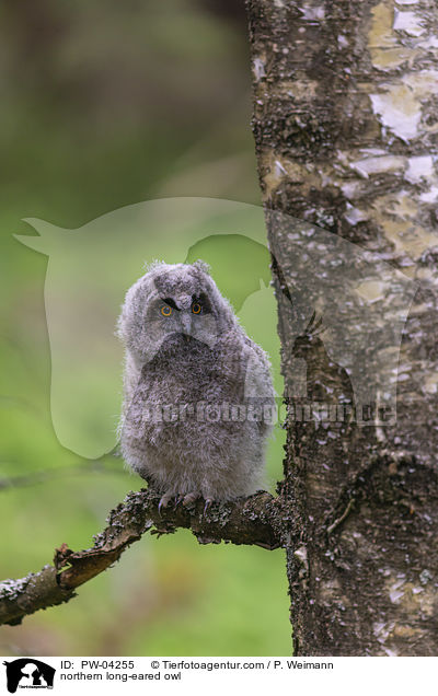 northern long-eared owl / PW-04255