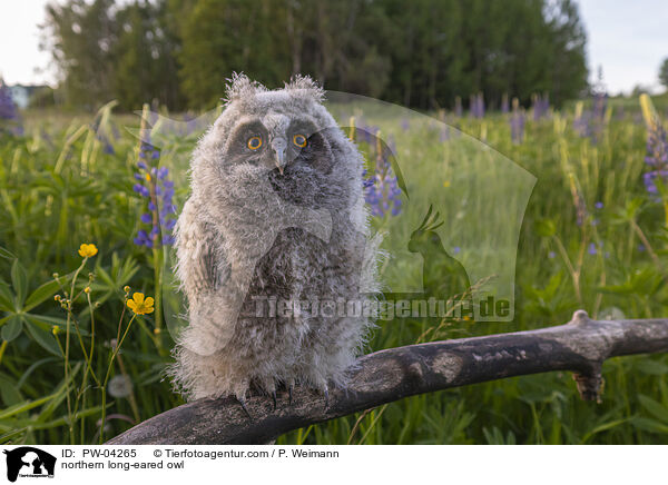 northern long-eared owl / PW-04265