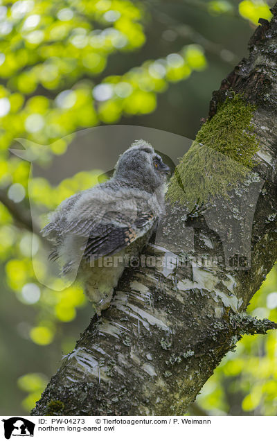northern long-eared owl / PW-04273