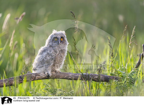 Waldohreule / northern long-eared owl / PW-04275