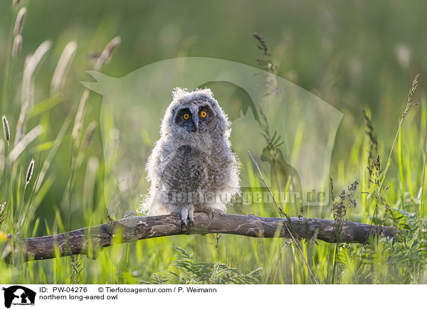 northern long-eared owl / PW-04276