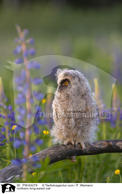 northern long-eared owl / PW-04279