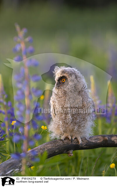 Waldohreule / northern long-eared owl / PW-04279