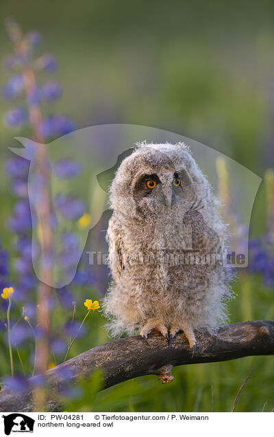 northern long-eared owl / PW-04281