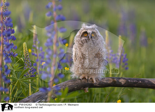 Waldohreule / northern long-eared owl / PW-04282