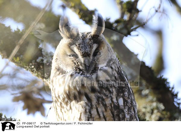 Waldohreule Portrait / Long-eared Owl portrait / FF-09617
