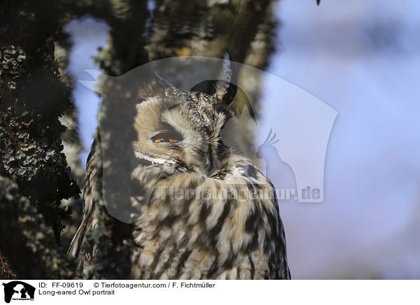 Waldohreule Portrait / Long-eared Owl portrait / FF-09619