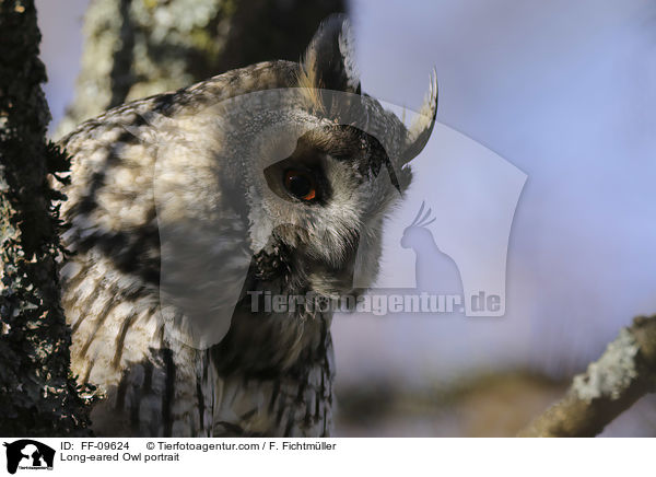 Waldohreule Portrait / Long-eared Owl portrait / FF-09624