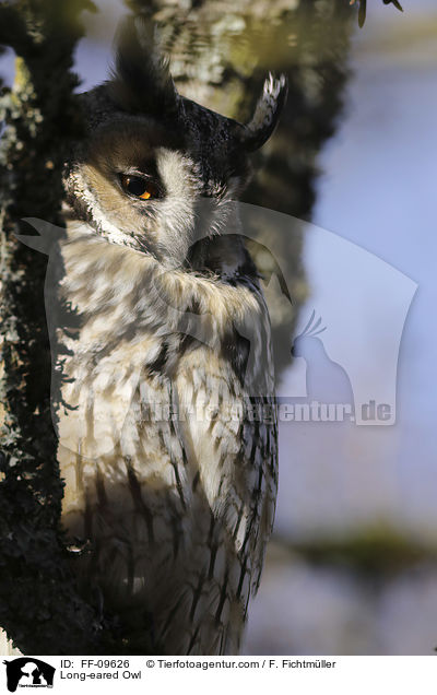 Waldohreule / Long-eared Owl / FF-09626
