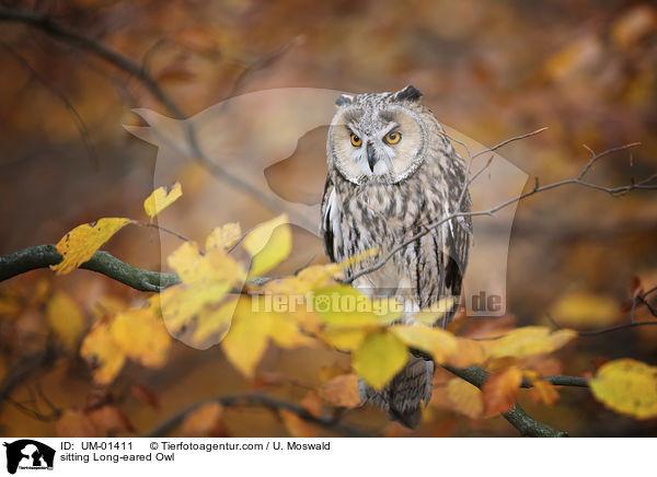 sitzende Waldohreule / sitting Long-eared Owl / UM-01411