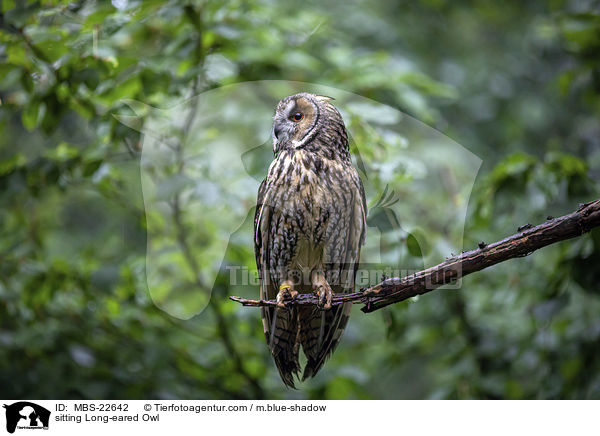 sitzende Waldohreule / sitting Long-eared Owl / MBS-22642