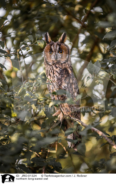 Waldohreule / northern long-eared owl / JRO-01324