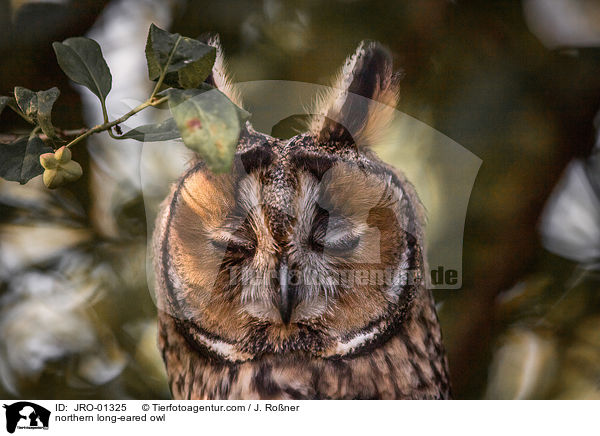 Waldohreule / northern long-eared owl / JRO-01325