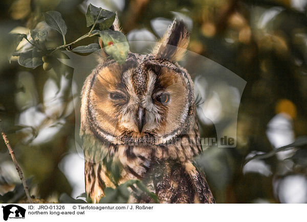 Waldohreule / northern long-eared owl / JRO-01326