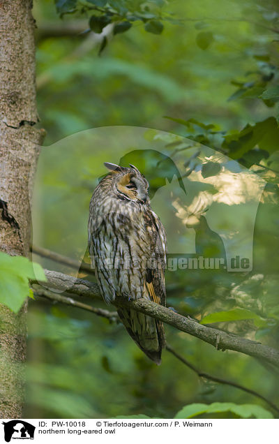 Waldohreule / northern long-eared owl / PW-10018