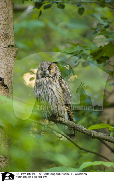Waldohreule / northern long-eared owl / PW-10019
