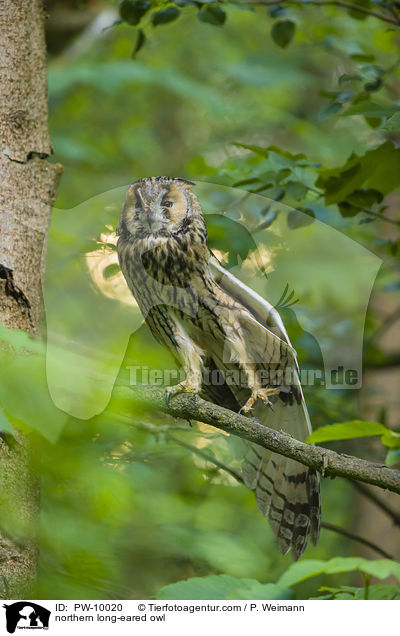 Waldohreule / northern long-eared owl / PW-10020