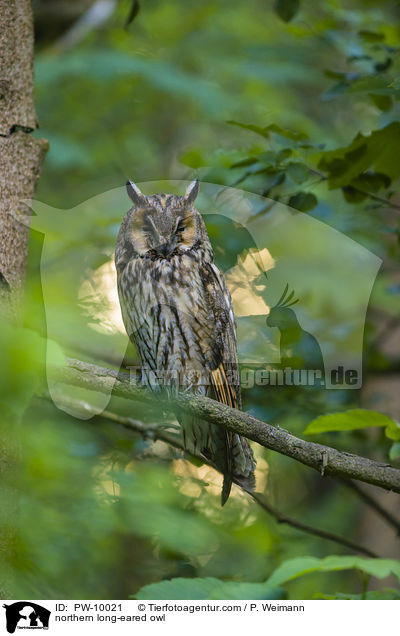 Waldohreule / northern long-eared owl / PW-10021