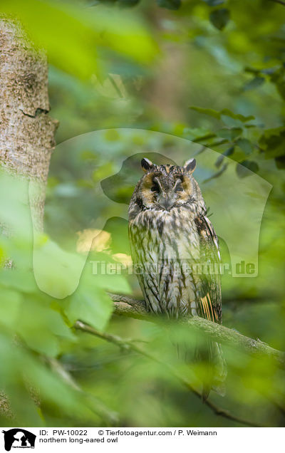 Waldohreule / northern long-eared owl / PW-10022