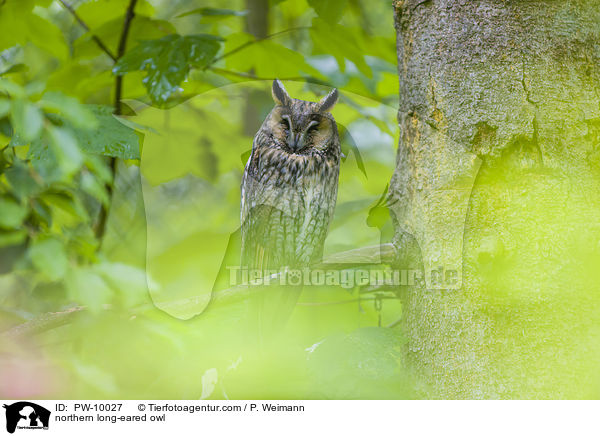 Waldohreule / northern long-eared owl / PW-10027