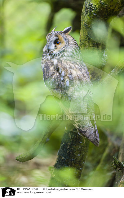 Waldohreule / northern long-eared owl / PW-10028