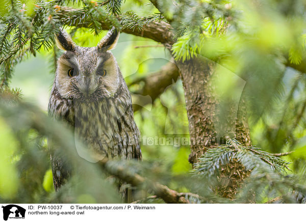 Waldohreule / northern long-eared owl / PW-10037