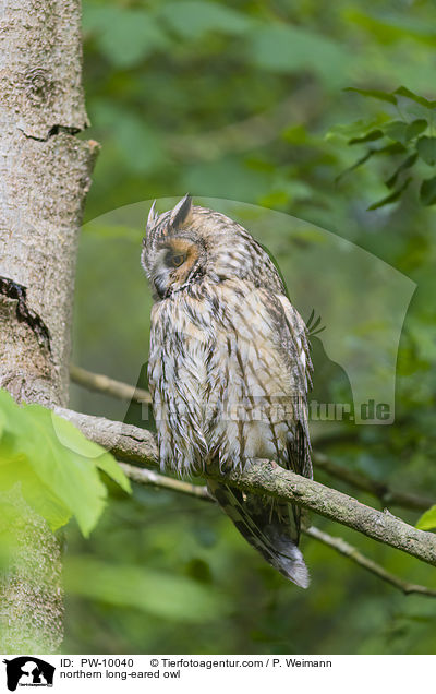 Waldohreule / northern long-eared owl / PW-10040