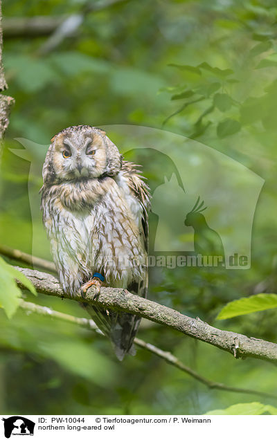 Waldohreule / northern long-eared owl / PW-10044