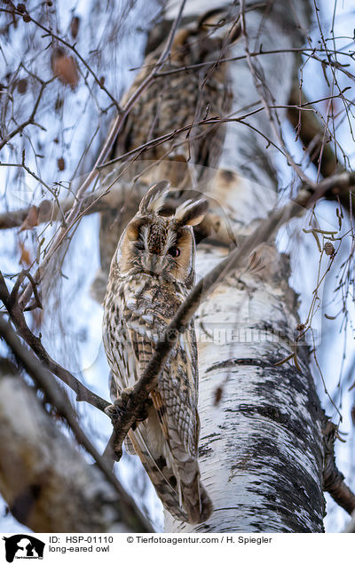 Waldohreule / long-eared owl / HSP-01110