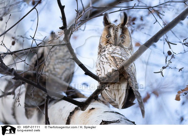 Waldohreulen / long-eared owls / HSP-01111