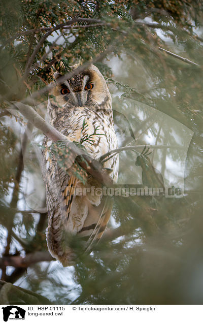 Waldohreule / long-eared owl / HSP-01115