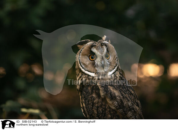 Waldohreule / northern long-earedowl / SIB-02143