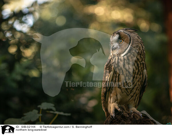 northern long-earedowl / SIB-02144
