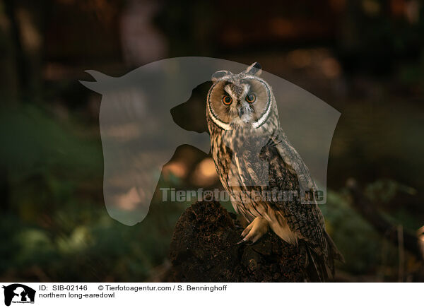 Waldohreule / northern long-earedowl / SIB-02146