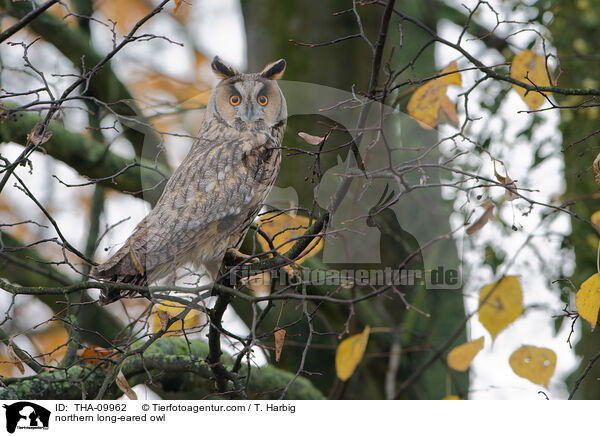 Waldohreule / northern long-eared owl / THA-09962